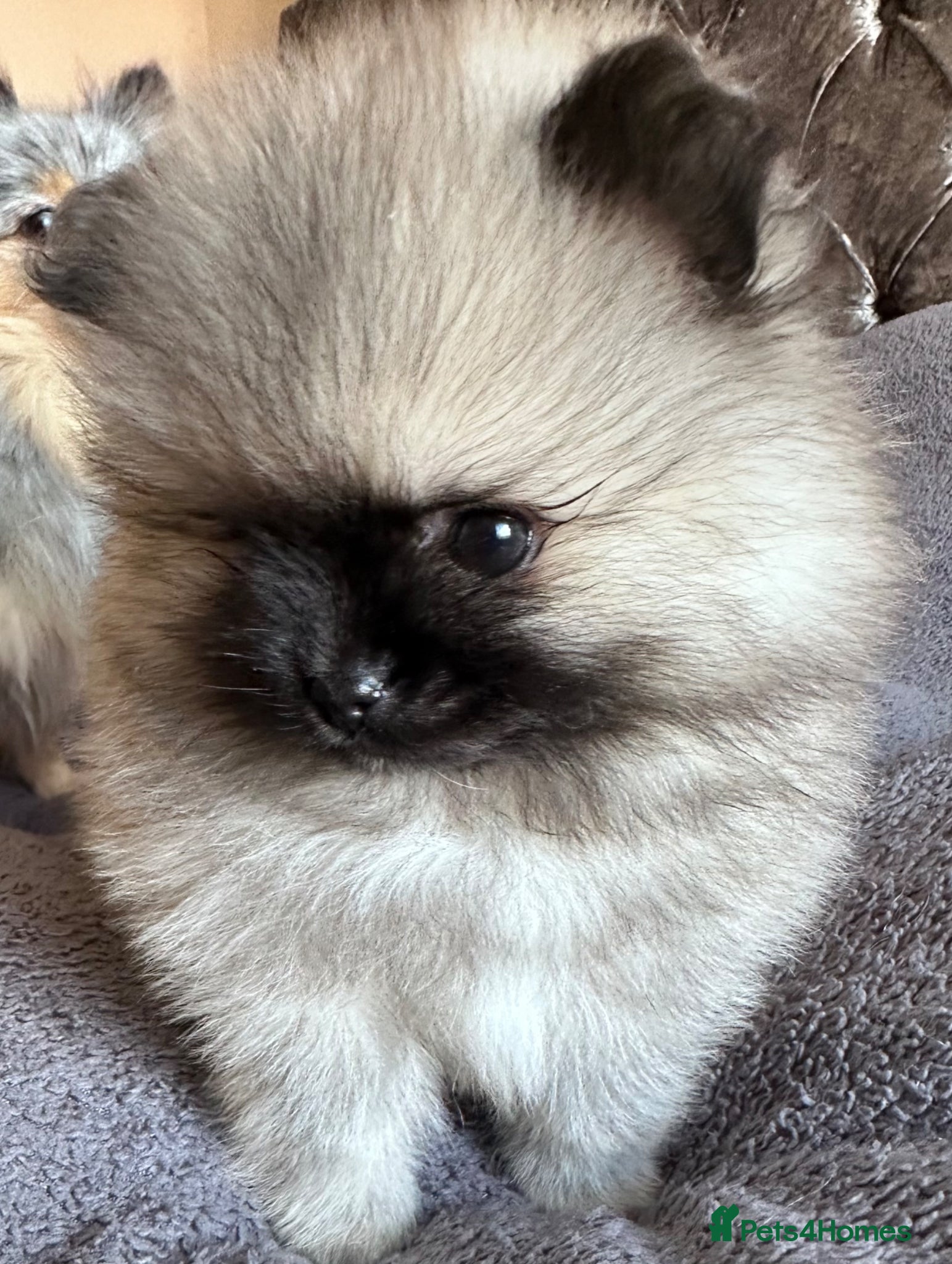 Pomeranian dogs Double Champion Lines Pomeranian KC Reg - Advert 8