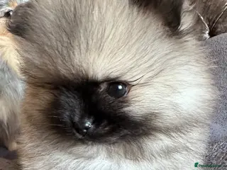 Pomeranian dogs Double Champion Lines Pomeranian KC Reg - Advert 8