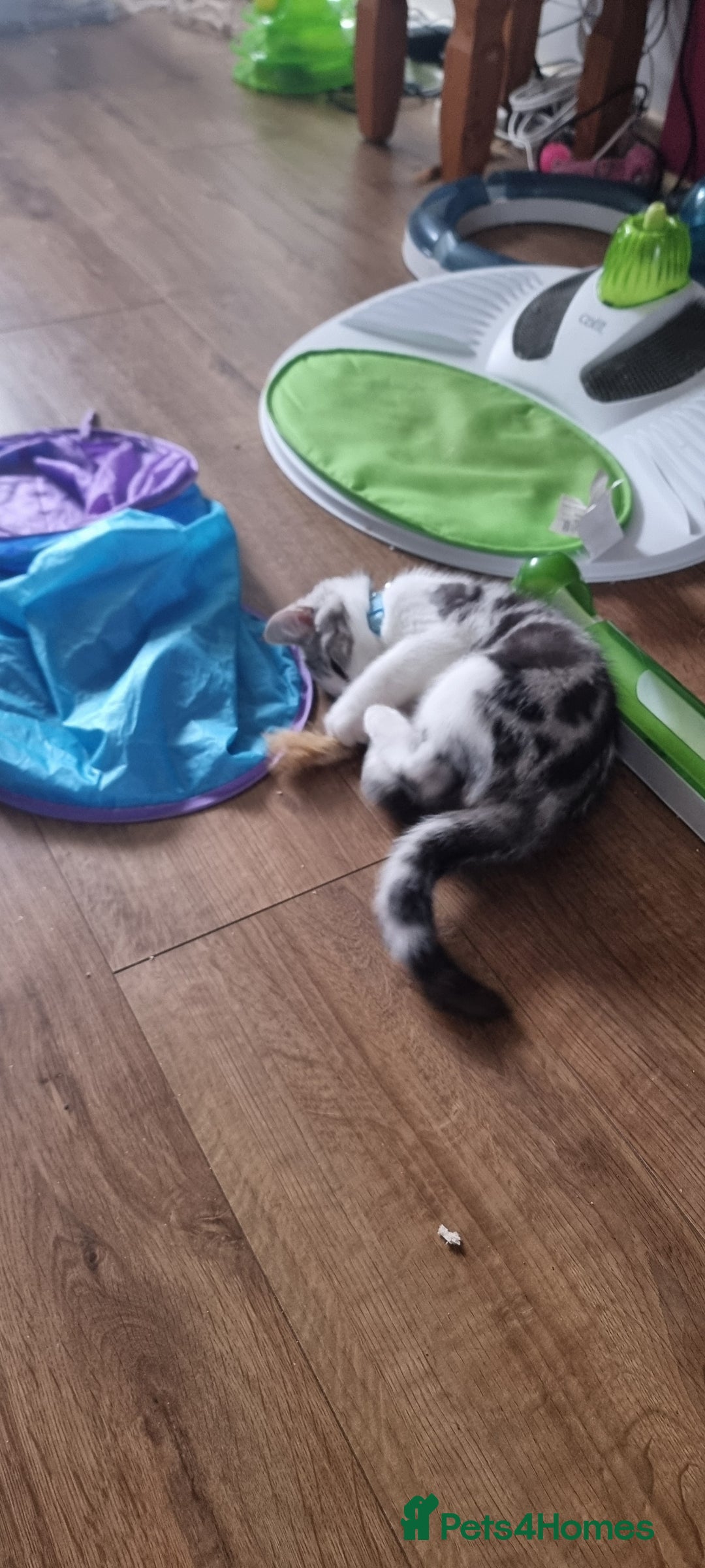 Mixed Breed cats for sale: A loveable Persian kitten - Advert 22