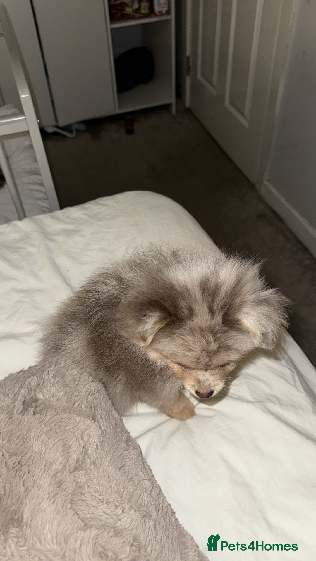 Pomeranian dogs for sale: Merle Pomeranian pup for sale  - Advert 3