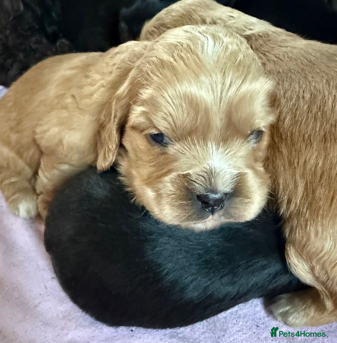 Mixed Breed dogs for sale: Gorgeous toy apricot and black cavapoos  - Advert 2