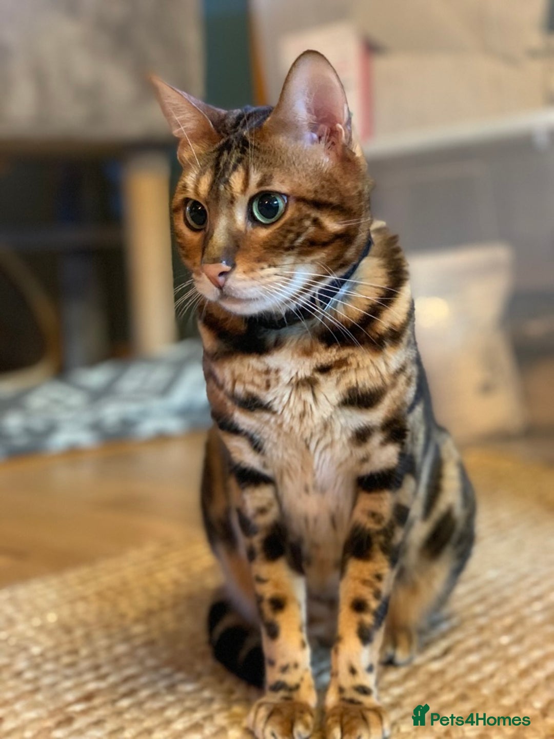 Bengal cats for sale: Pedigree Bengal Mooshi – Gentle, Observant Soul - Advert 5