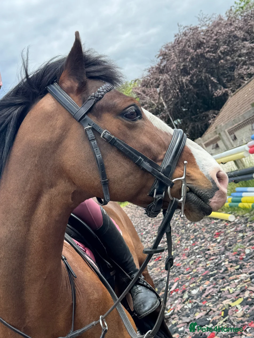 Welsh Section C horses for sale: 13.2hh Welsh Section C Bay Gelding – 8 Years Old  in Great Yarmouth - Advert 2