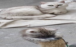 British Shorthair cats for sale: Adorable British Shorthair Kittens–Ready for Home! - Image 10