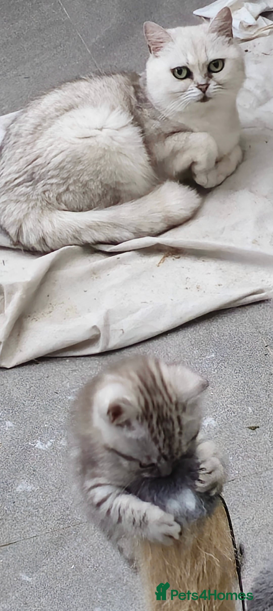 British Shorthair cats for sale: Adorable British Shorthair Kittens–Ready for Home! - Image 10