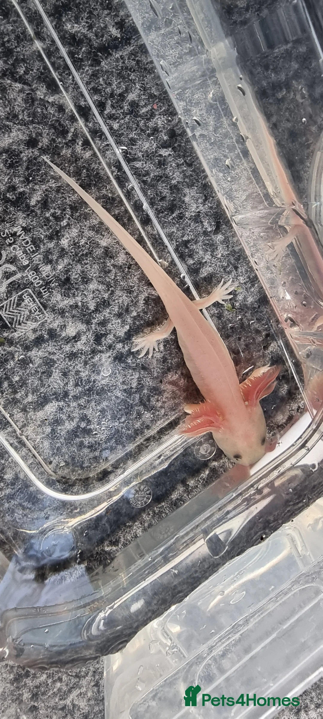 Axolotl reptiles for sale: Juvenile axolotls - Advert 9