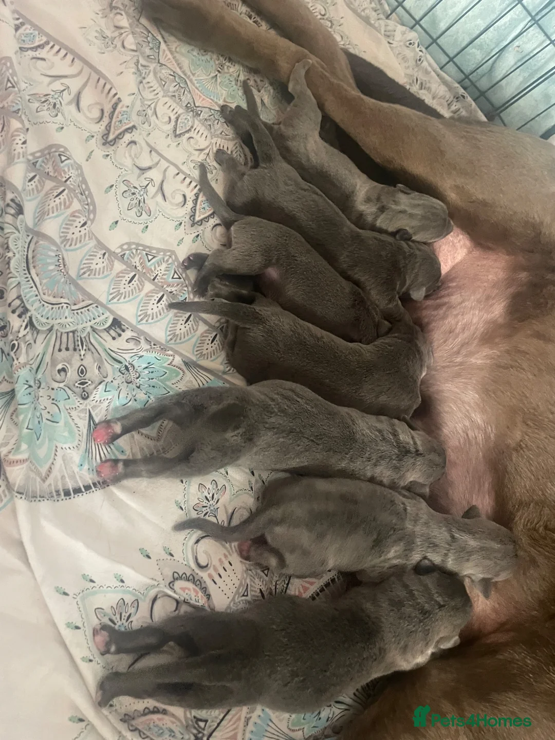 Mixed Breed dogs for sale: Labrador x lurcher (lurcherdor) - Advert 20