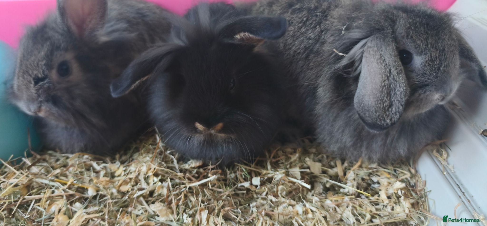 Mini Lop rabbits Stunning Mini Lion Lops - Advert 2