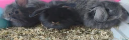Mini Lop rabbits for sale: Stunning Mini Lion Lops - Advert 2