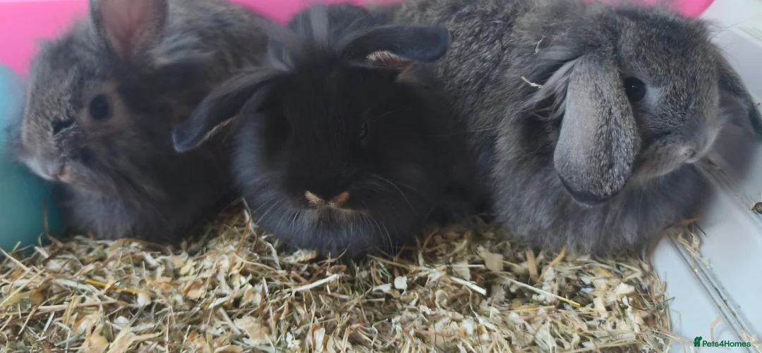 Mini Lop rabbits for sale: Stunning Mini Lion Lops - Advert 2