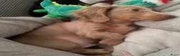 Miniature Dachshund dogs for stud: Long-Haired Miniature Dachshund Stud– Isabella Tan - Advert 18