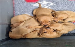 Hungarian Vizsla dogs for sale: Hungarian Vizsla x Fox Red Labrador Puppies - Image 13