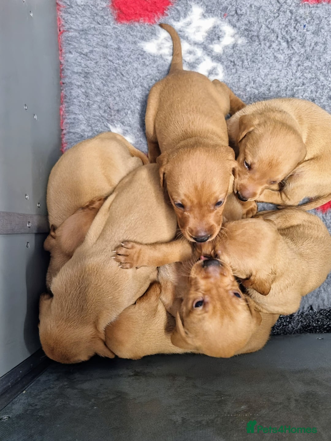 Hungarian Vizsla dogs for sale: Hungarian Vizsla x Fox Red Labrador Puppies - Image 13
