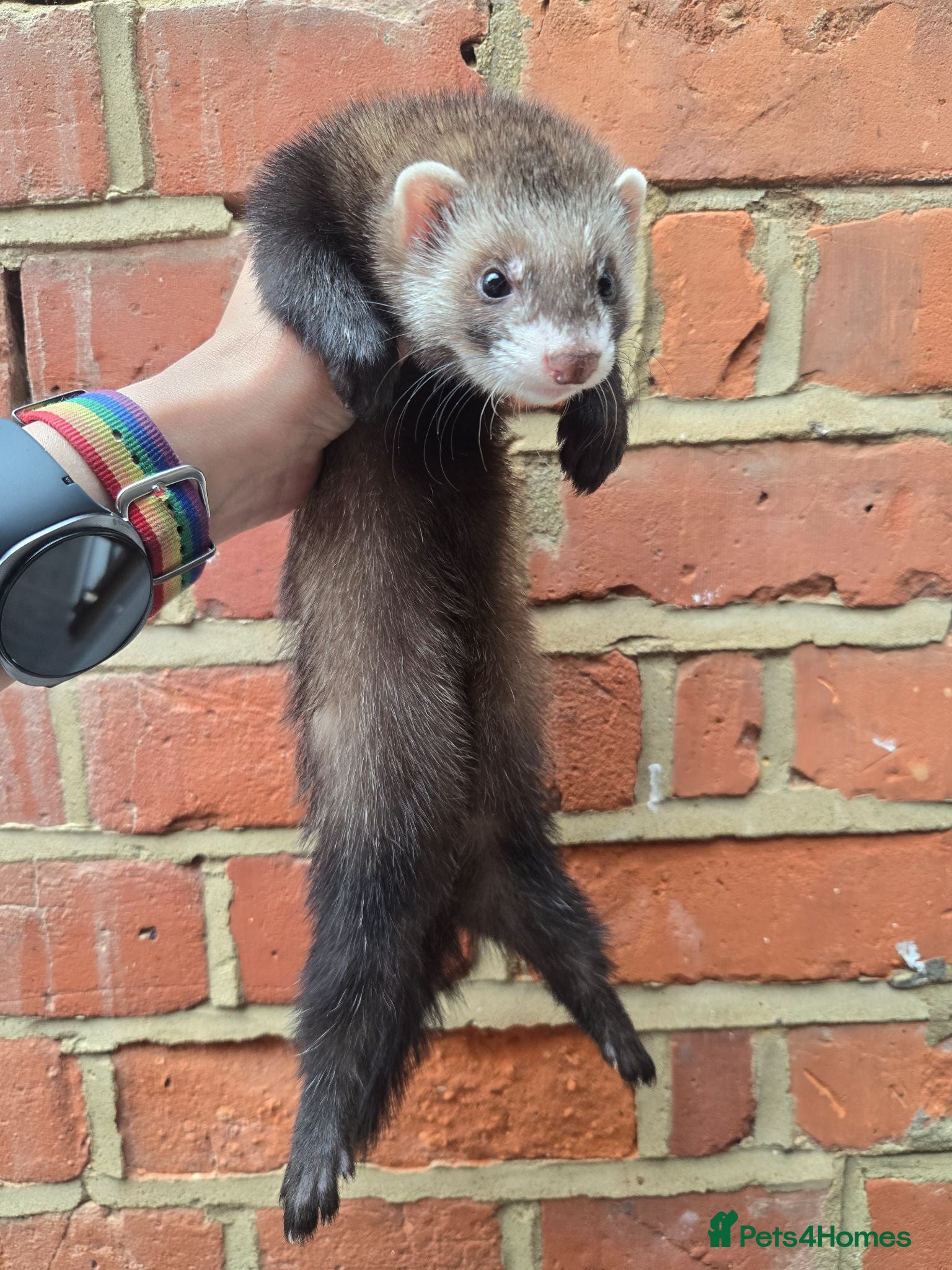 Ferret rodents Friendly Ferret Girls - only one left - Advert 2