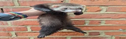 Ferret rodents for sale: Friendly Ferret Girls - only one left - Advert 2