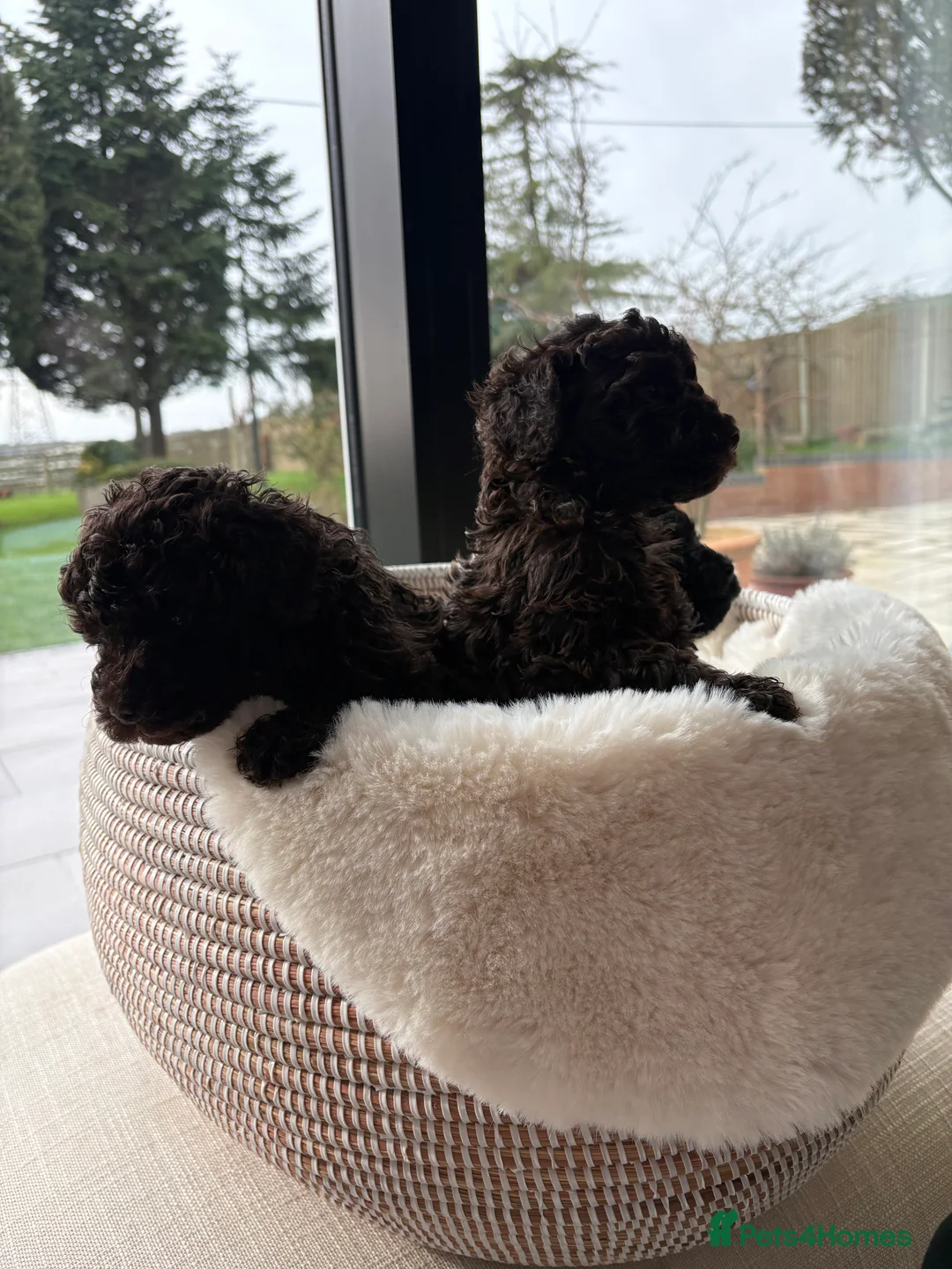 Miniature Poodle dogs for sale: Three miniature poodle puppies  - Advert 4