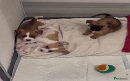 Jack Chi dogs for sale: Jack-chi puppies - Advert 10