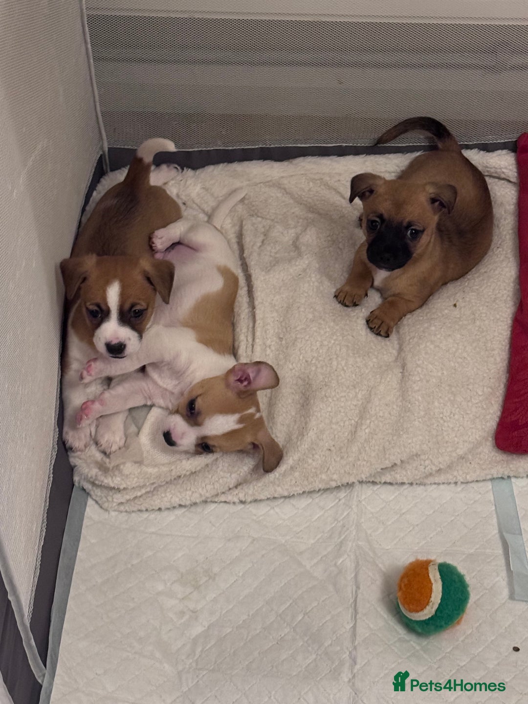 Jack Chi dogs for sale: Jack-chi puppies - Advert 10