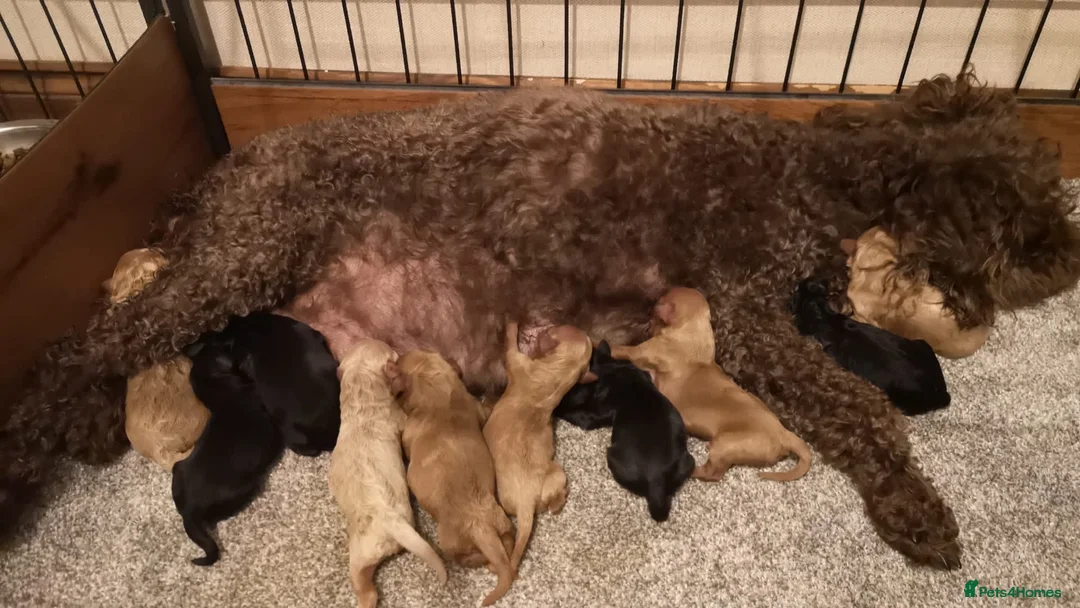 Cavapoo dogs for stud: F1 PROVEN Toy Cavapoo DNA Clear stud in Stafford - Advert 29