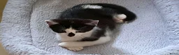 Mixed Breed cats for sale: Kittens for Sale. Ready Now for Loving Homes - Advert 19
