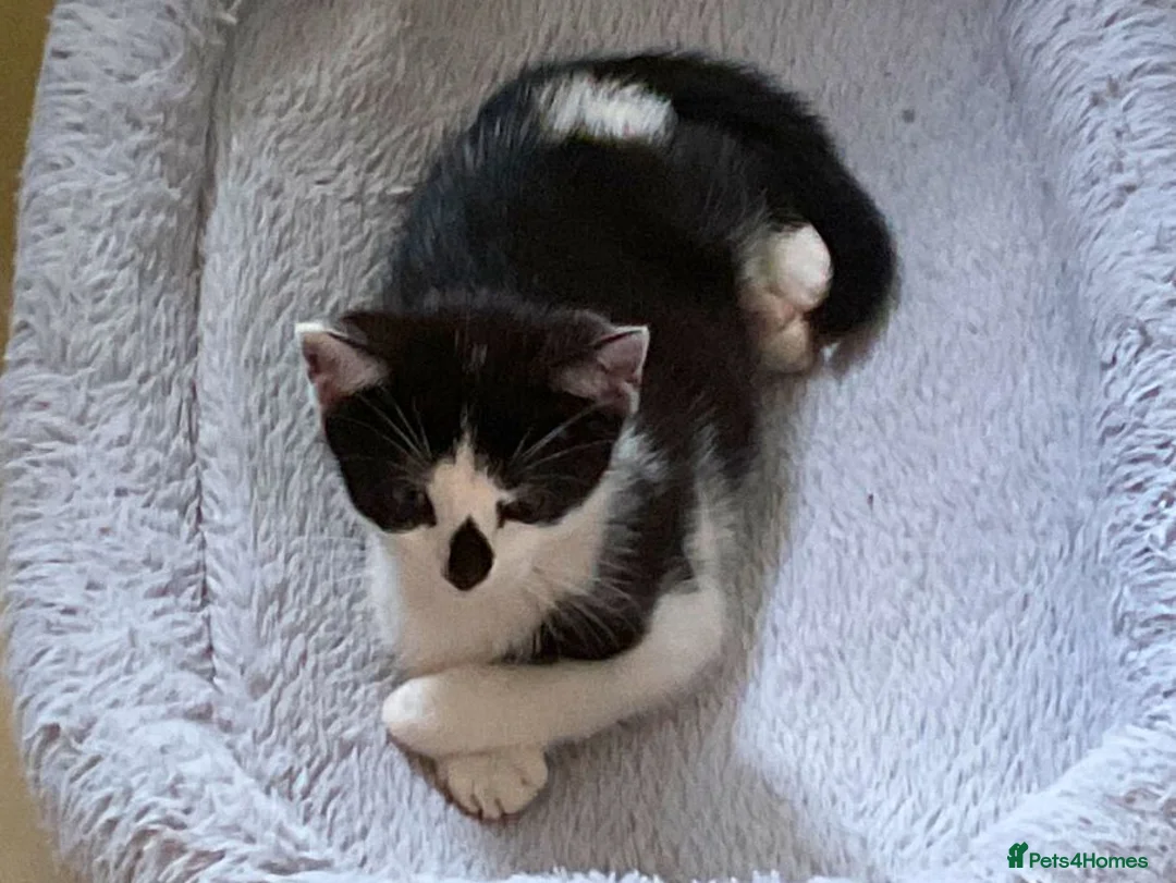Mixed Breed cats for sale: Kittens for Sale. Ready Now for Loving Homes - Advert 19