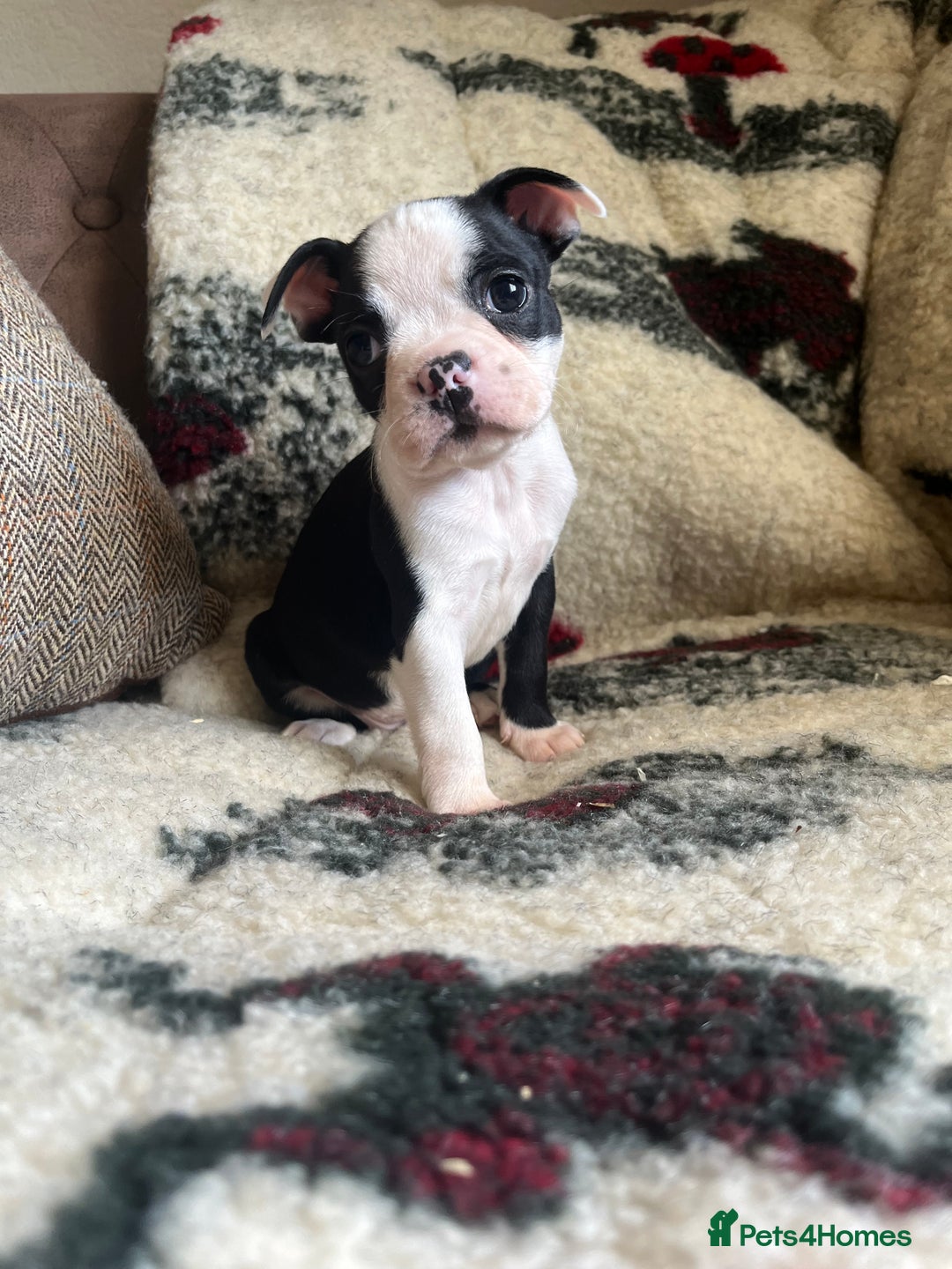 Boston Terrier dogs for sale: How is she the last puppy she’s perfect!  - Image 4