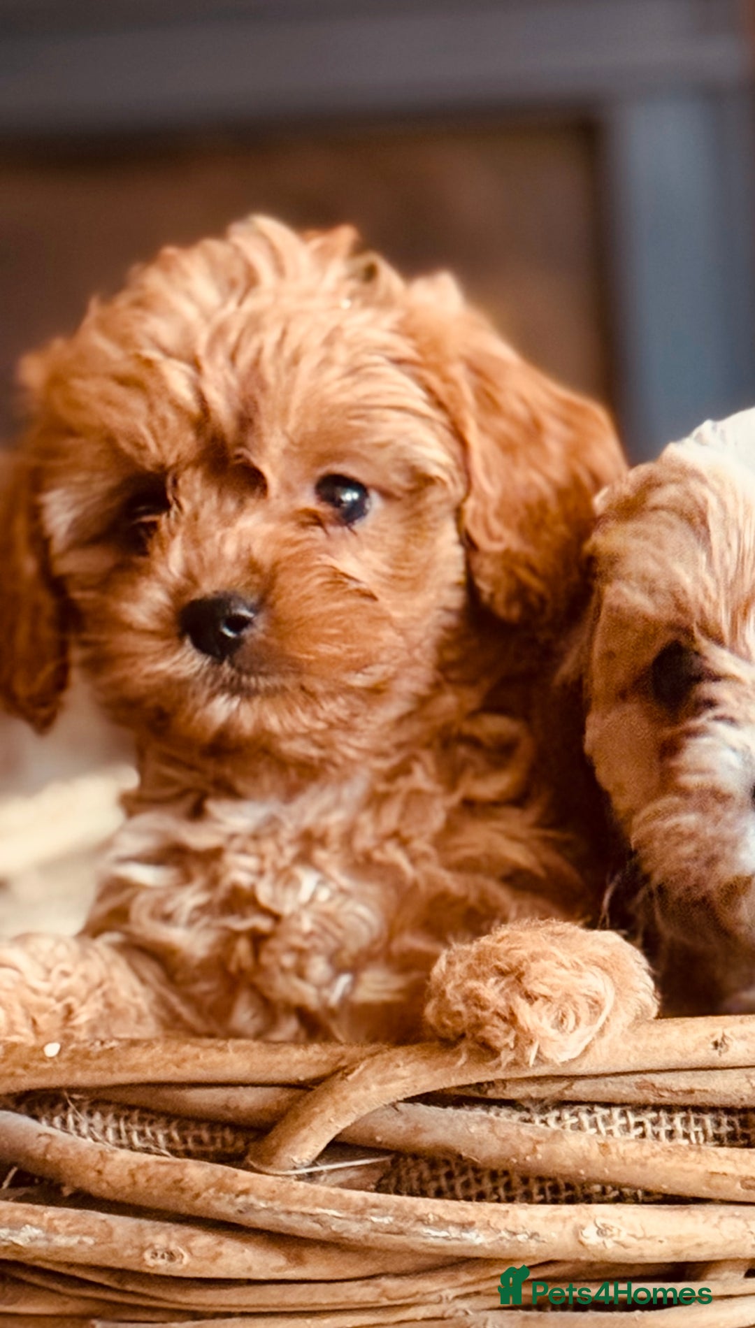 Cavapoo dogs for sale: Outstanding F1 Cavapoo Pups - Image 5