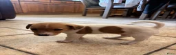 Jack Russell dogs for sale: Male Jack Russell Puppies – Ready 15th October in Caerphilly - Advert 10