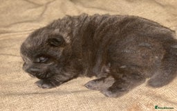 Shar Pei dogs for sale: Bear coat shar pei blue girl  - Advert 4