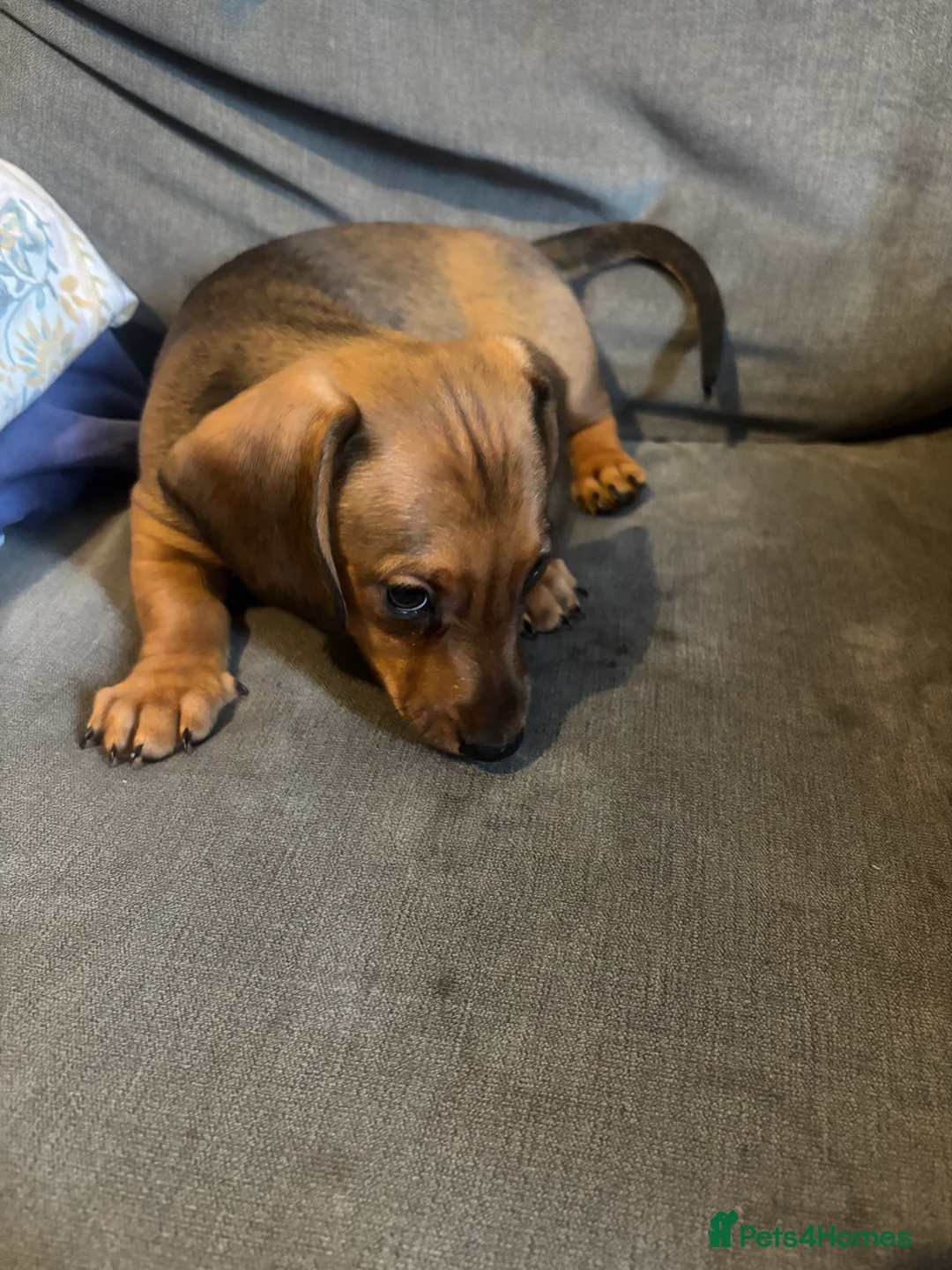 Miniature Dachshund dogs for sale: Last little boy left! Ready to go now!!  - Advert 4
