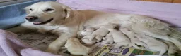 Golden Retriever dogs for sale: STRONG HAPPY HEALTHY PUPPIES  - Advert 4