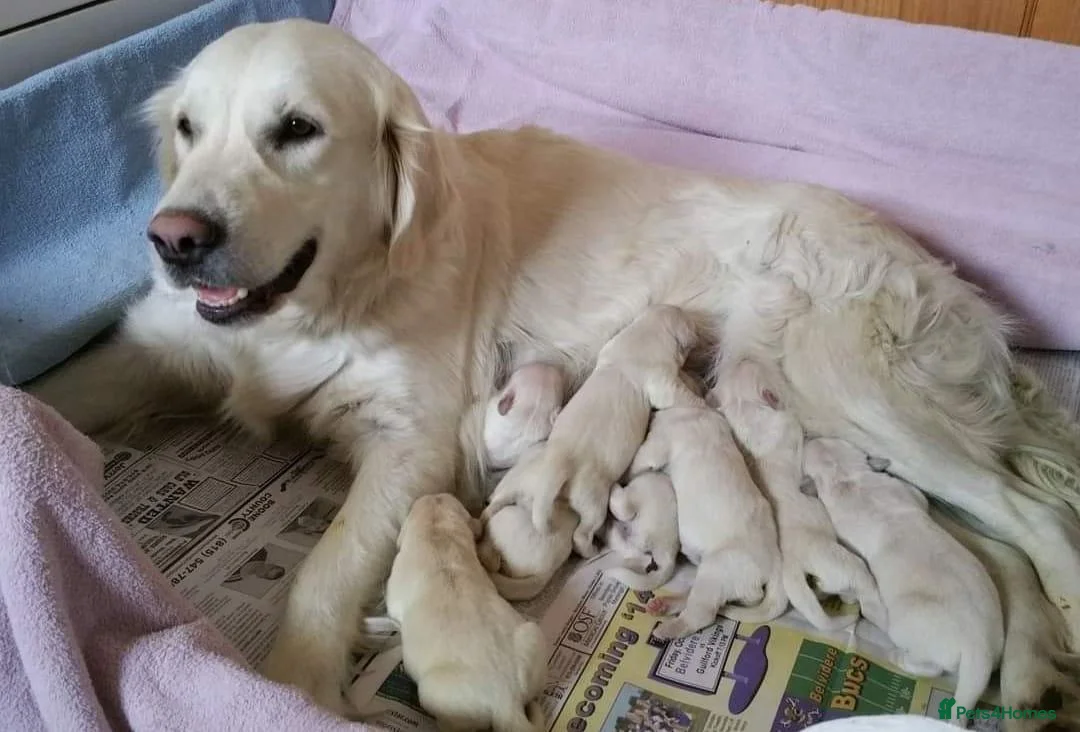 Golden Retriever dogs for sale: STRONG HAPPY HEALTHY PUPPIES  - Advert 4