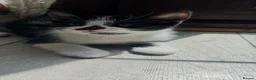 Mixed Breed cats for sale: Kittens for sale in Sale - Advert 3