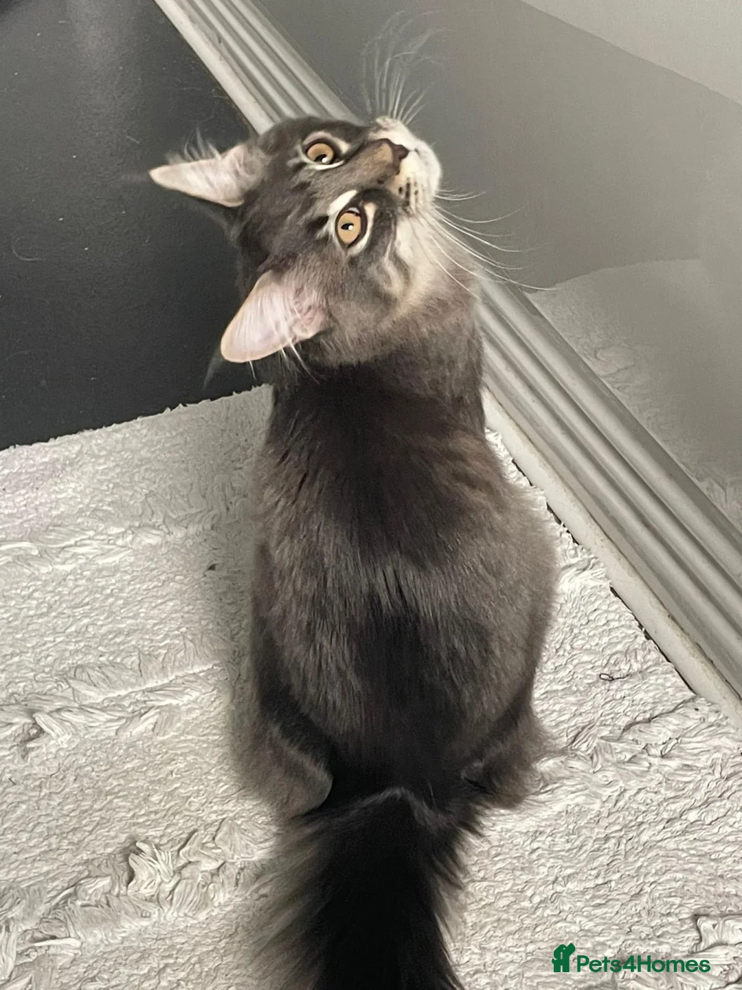 Maine Coon cats for sale: 18 Month female Mainecoon  - Advert 3