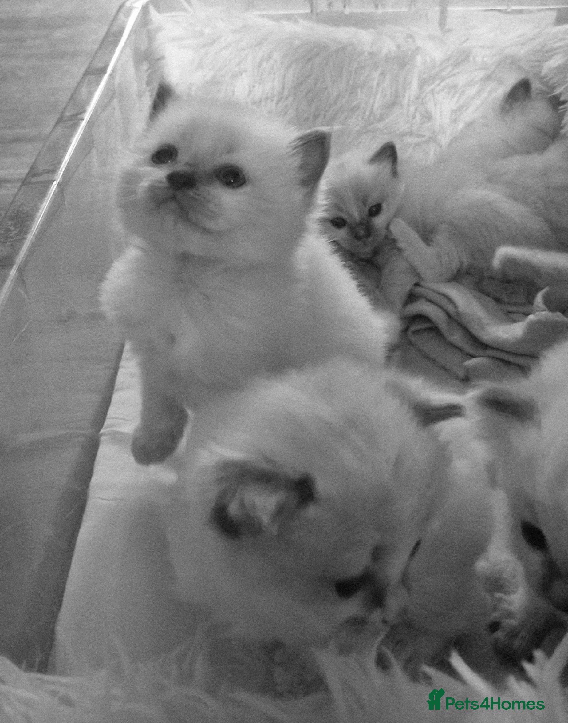 Ragdoll cats Pure Bred Ragdolls - Advert 2