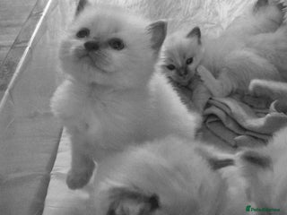 Ragdoll cats Pure Bred Ragdolls - Advert 4