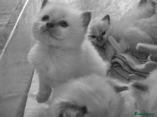 Ragdoll cats Pure Bred Ragdolls - Advert 9