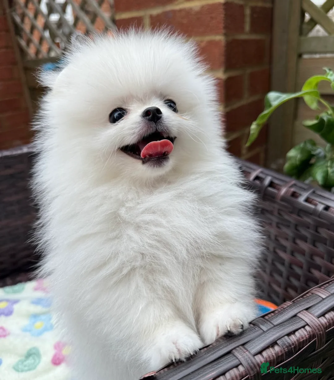 Pomeranian dogs for stud: Pierre stunning white TINY teddy Pom STUD ONLY in Romford - Advert 21