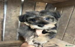 Mixed Breed dogs for sale: OUTSTANDING TOY SCHNOODLES DNA 🧬 CLEAR! - Image 5