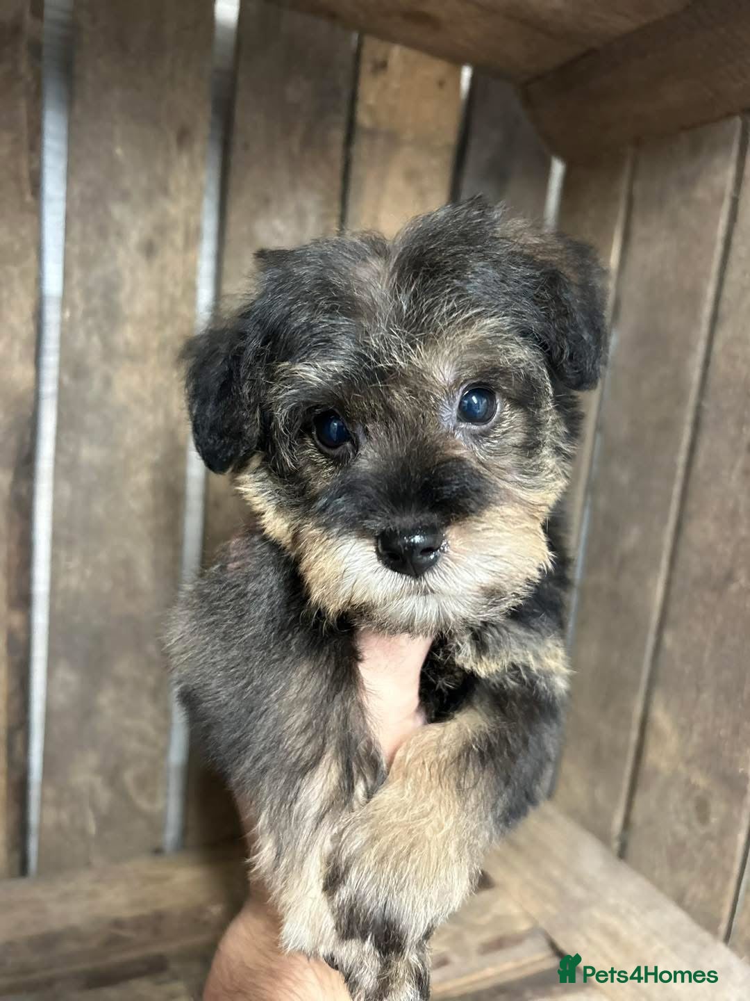 Mixed Breed dogs for sale: OUTSTANDING TOY SCHNOODLES DNA 🧬 CLEAR! - Image 5