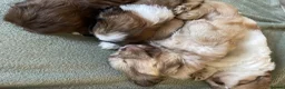 Shih Tzu dogs for sale: Imperial Shih Tzu Puppies  - Advert 5