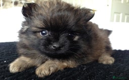 Pomeranian dogs for sale: XS Kc reg quality Pomeranian puppies  - Image 9