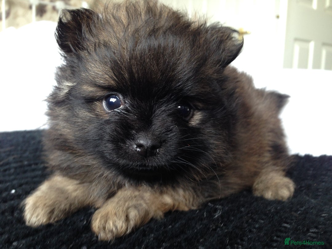 Pomeranian dogs for sale: XS Kc reg quality Pomeranian puppies  - Image 9
