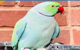 Parrots birds for sale: All parrots wanted - Image 1