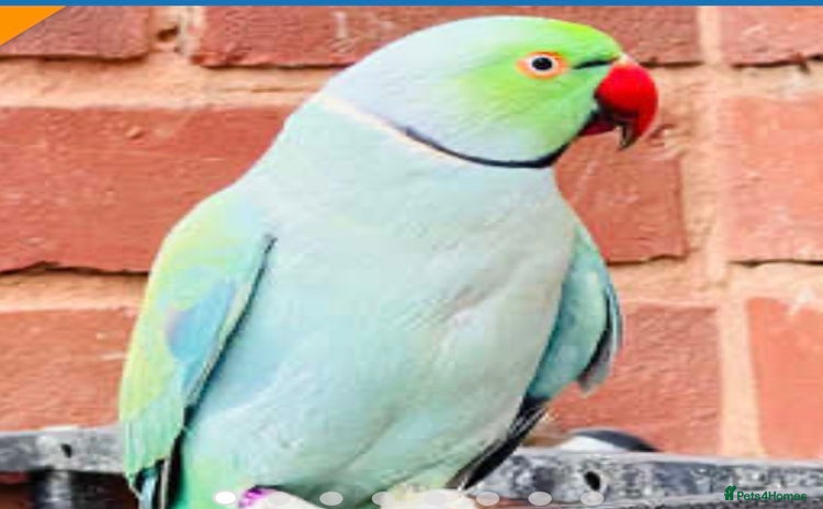Parrots birds - Advert 2