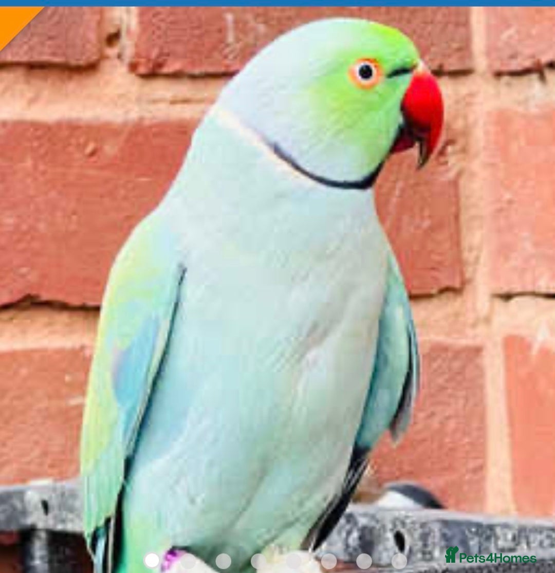 Parrots birds for sale: All parrots wanted - Image 1