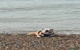 Mixed Breed dogs for sale: Very handsome bulldog - Image 7