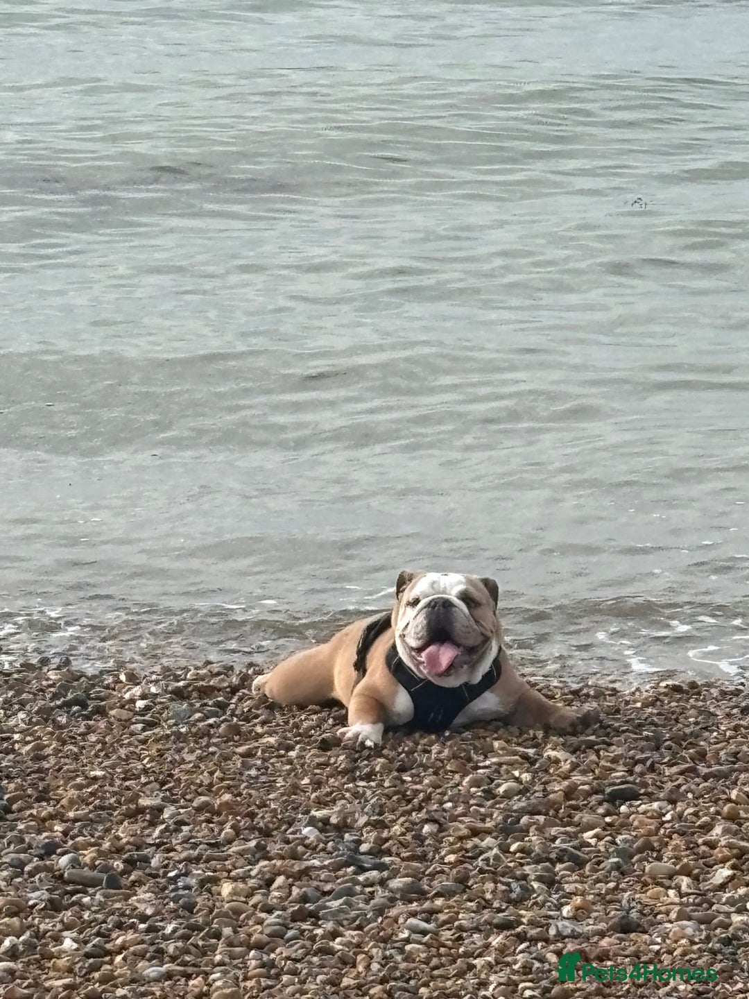 Mixed Breed dogs for sale: Very handsome bulldog - Image 7