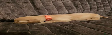 Golden Retriever 10