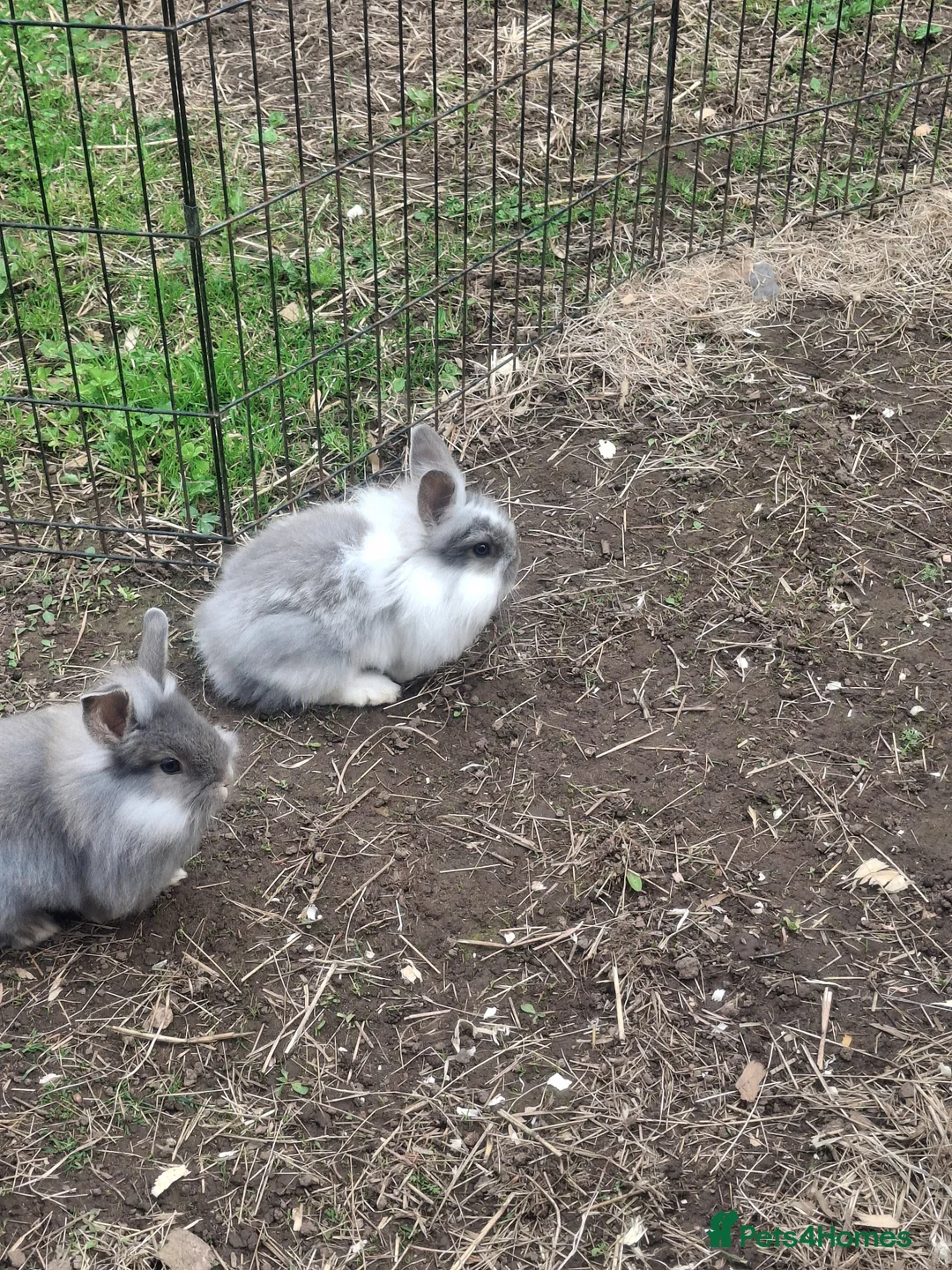 Mini Lion Lop rabbits for sale: Beautiful Mini lionlops  - Advert 2
